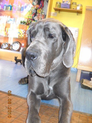 zeus mirando a la nada, meditacion